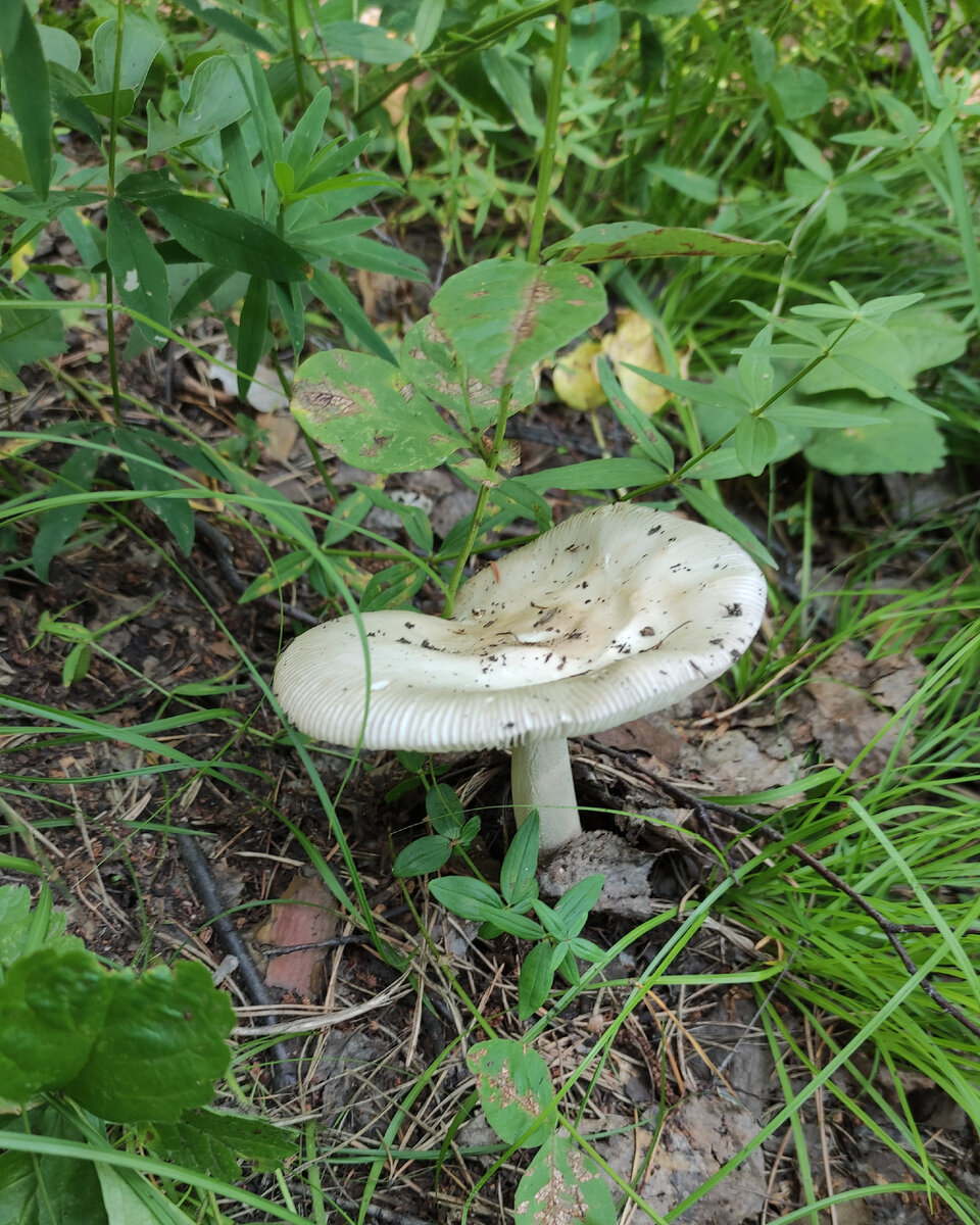 Наверно сыроежка