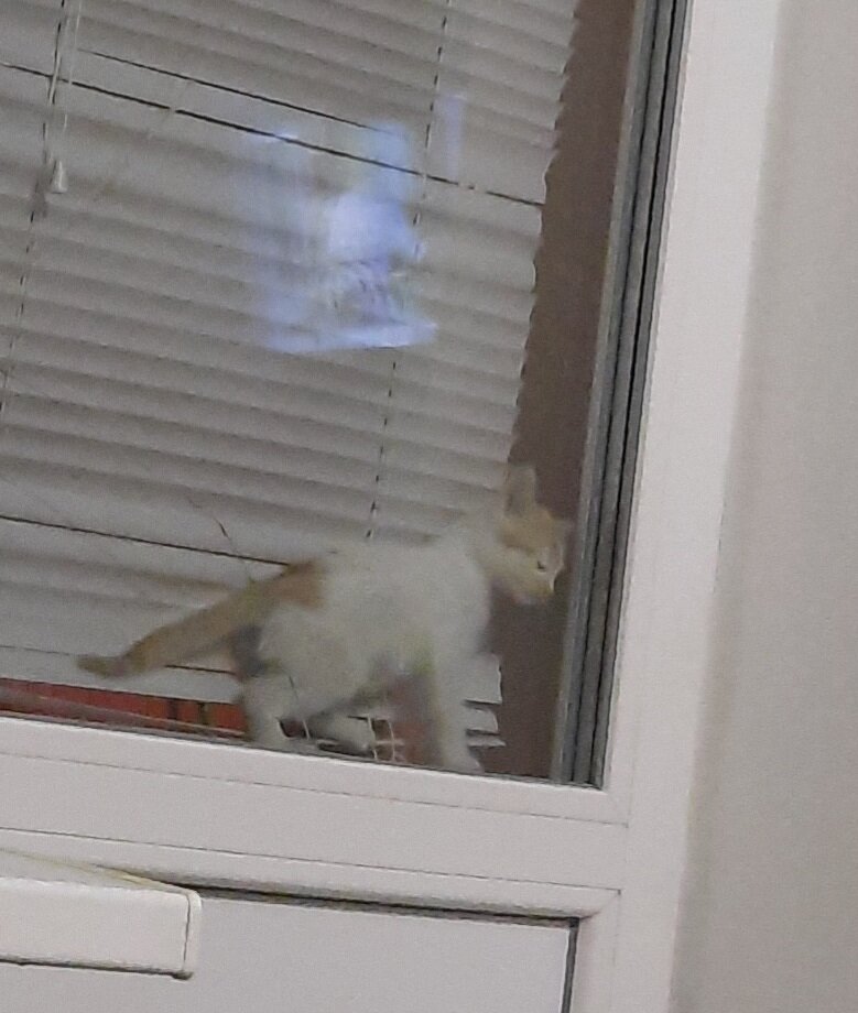 Котёнок,  которого пыталась пристроить