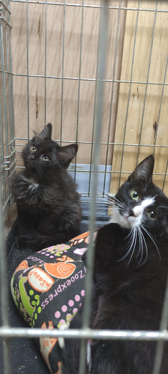 Кристофер и Фауст лечатся