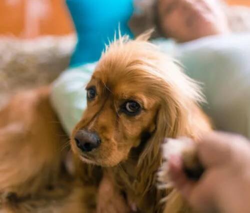 Генетическая предрасположенность