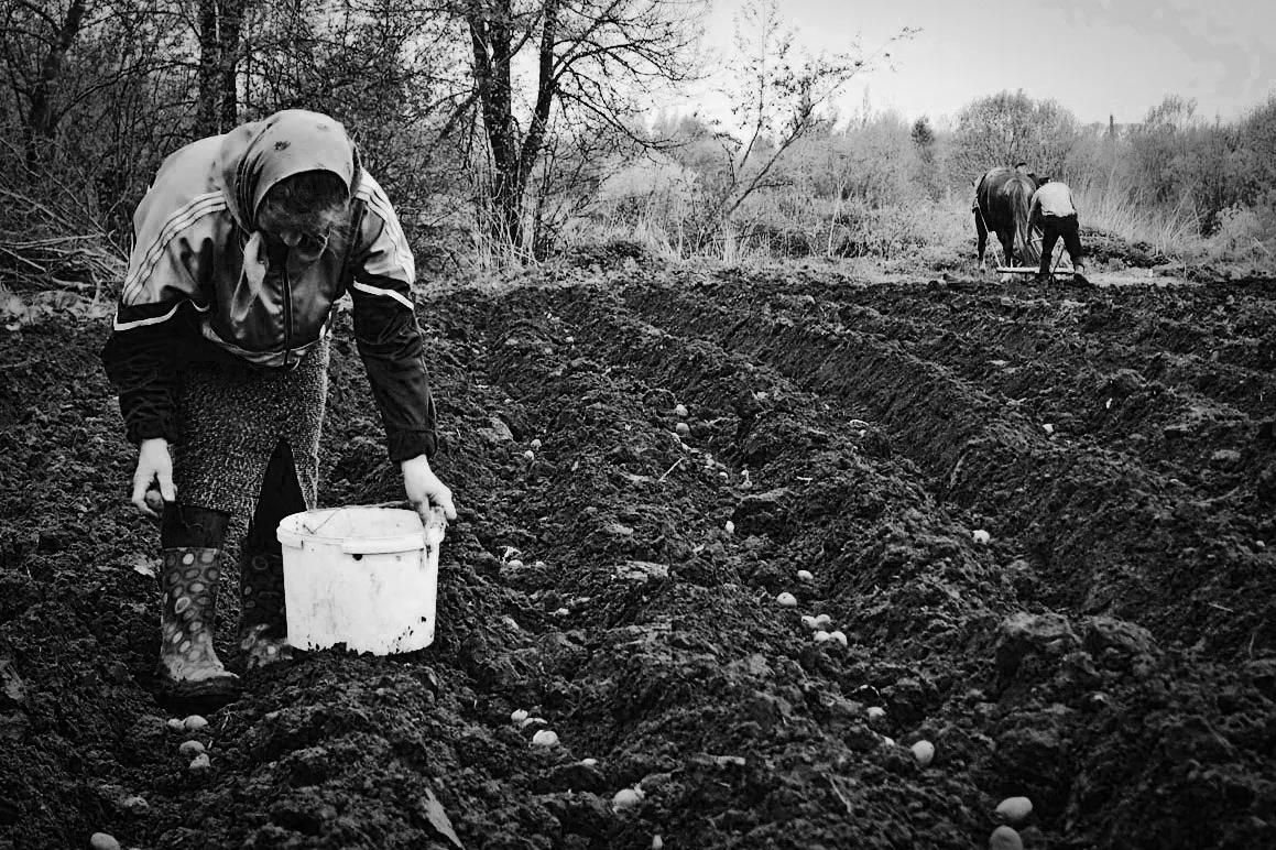 Советская традиция посылать студентов «на картошку» забыта. А вот воспоминания об этих поездках живы.                  -16