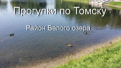 Прогулки по г. Томску: прогулка в районе Белого озера, наблюдение за утками
