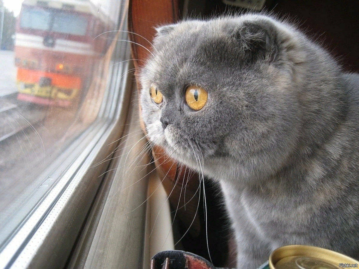 Кошки в плацкарте. Кот в поезде. Кот едет в поезде. Котик едет в электричке. Кот на железной дороге