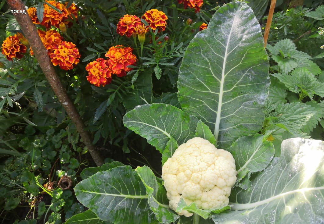 Цветную сею весной. Объяснения - в тексте.