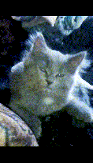 Митяй Мартяй своей собственной кошачьей мордочкой