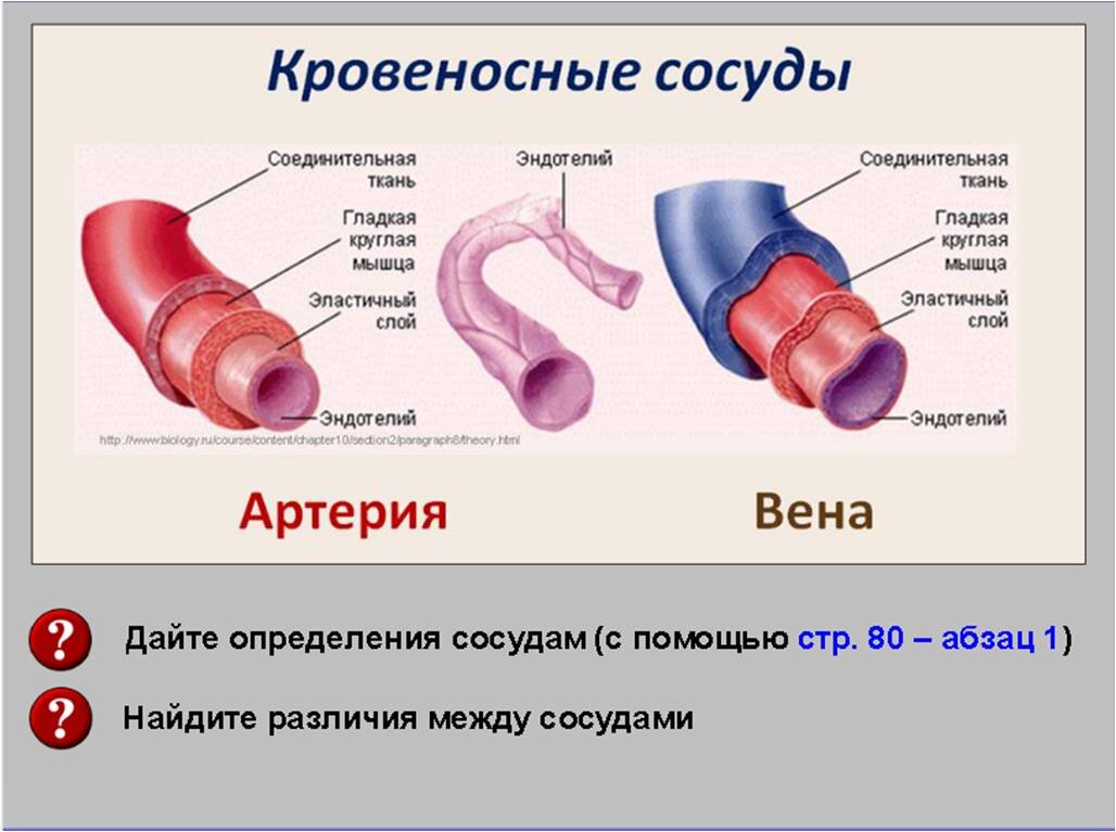 Урок биологии в 8 классе на тему «Движение крови по сосудам». Использую  киноотрывок для поддержания интереса школьников | Елена Сова: пуд соли в  школе | Дзен