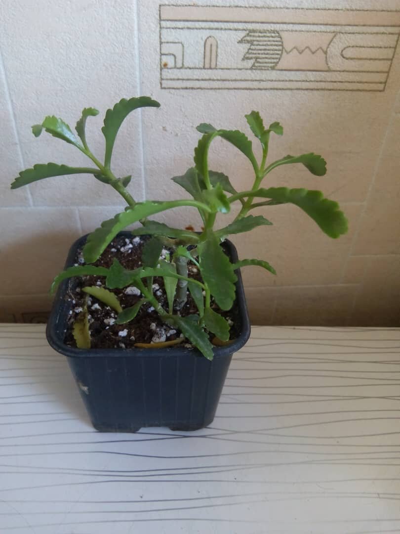 Каланхоэ пурпурочашное. Мой долгожданный куцый кустик.