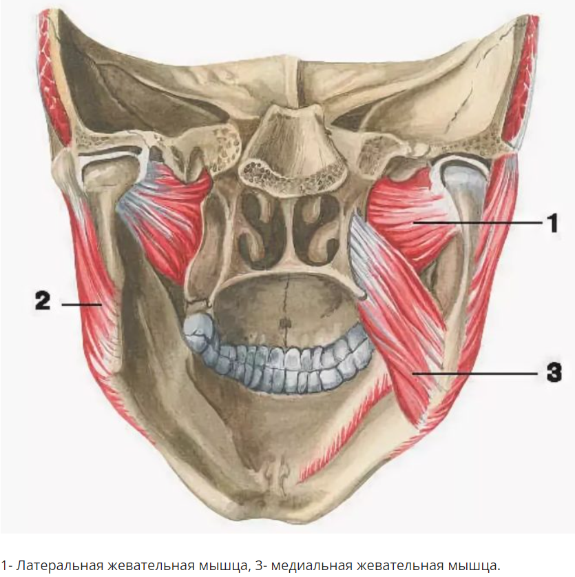 Латеральная крыловидная мышца на латинском. Латеральная крыловидная мышца на латинском. Жевательные мышцы медиальная крыловидная. Masseter). Жевательные мышцы лица анатомия сбоку.