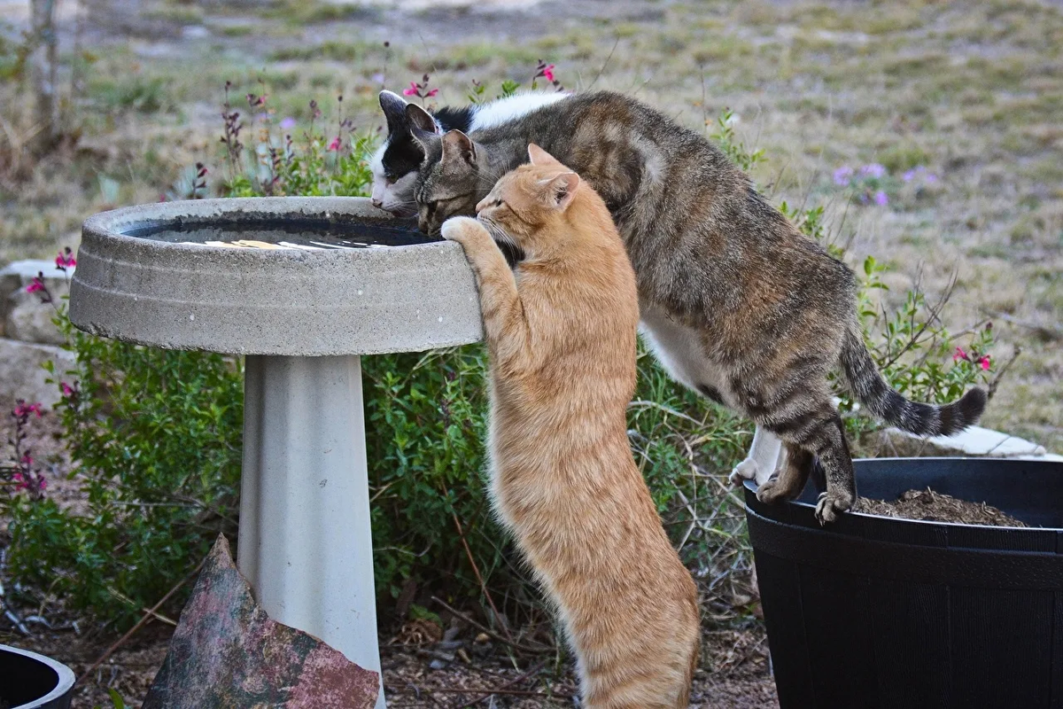 Кошка не хочет пить. Кошка жара. Коты жара лето. Котик в жару. Забавные животные в жару.