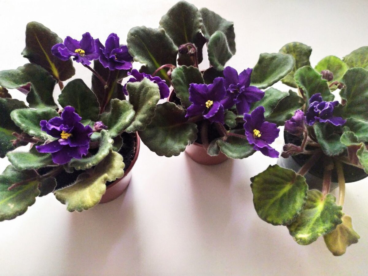 С касторкой мои фиалки цветут пышно и долго 