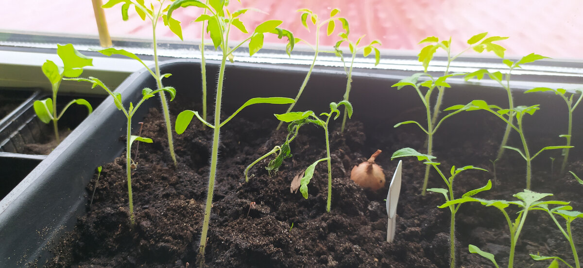 Пикировка без заглубления.