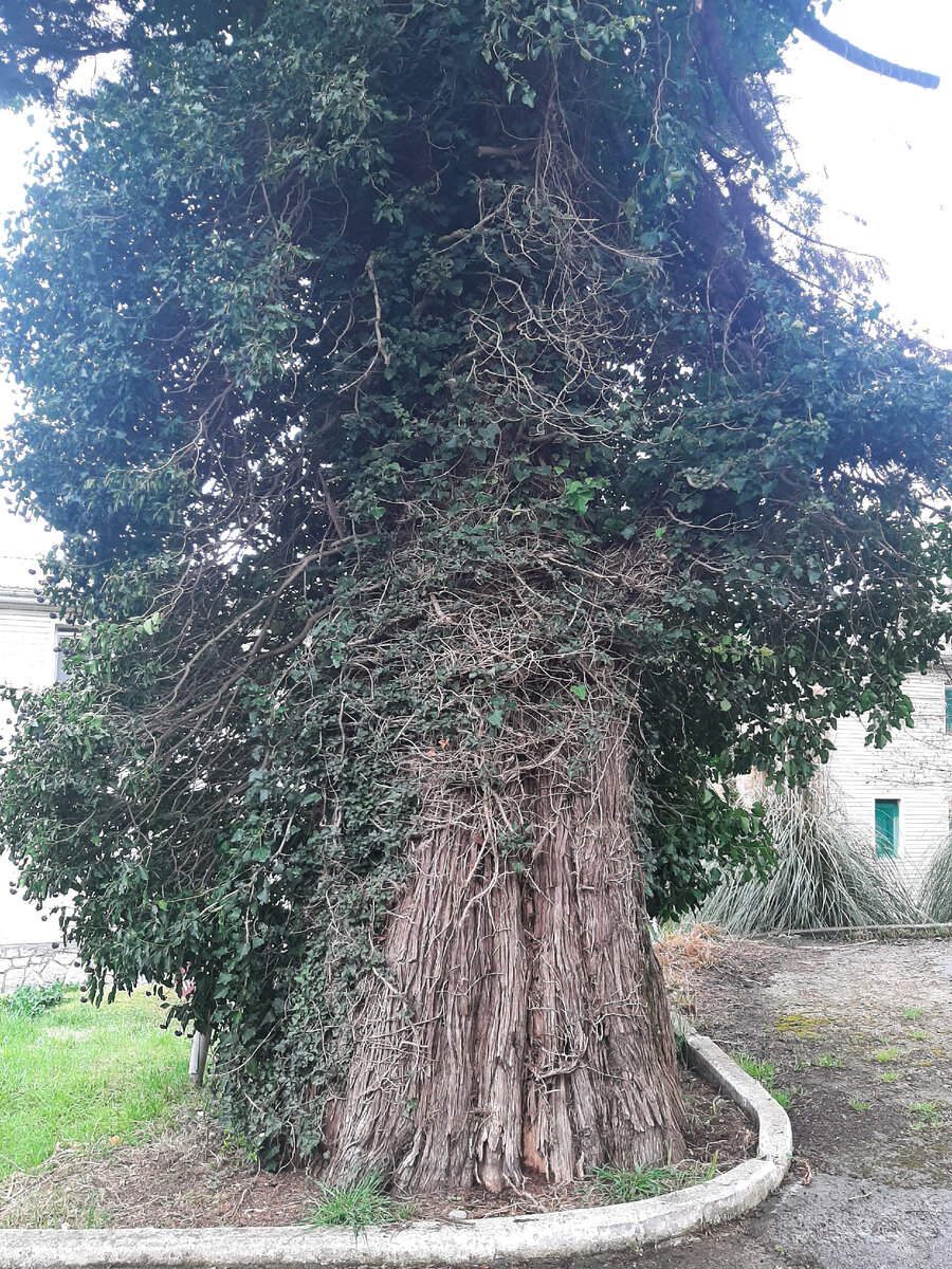 Старый кипарис. Интересно, сколько ему лет?