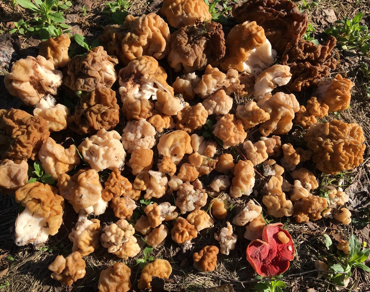 Грибы на западе подмосковья. Сморчок осенний. Опенок ссыхающийся Armillaria tabescens. Сморчок гигантский. Сморчок и строчок.