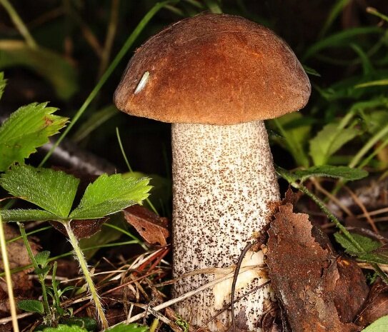 Неожиданная радость