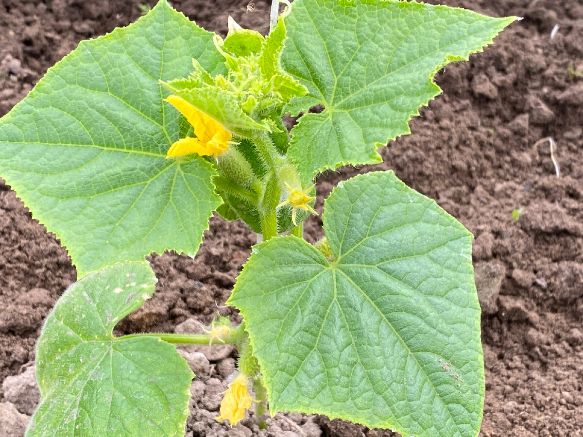 Огурчики в рассаде, личное фото автора канала: В хозяйстве пригодится