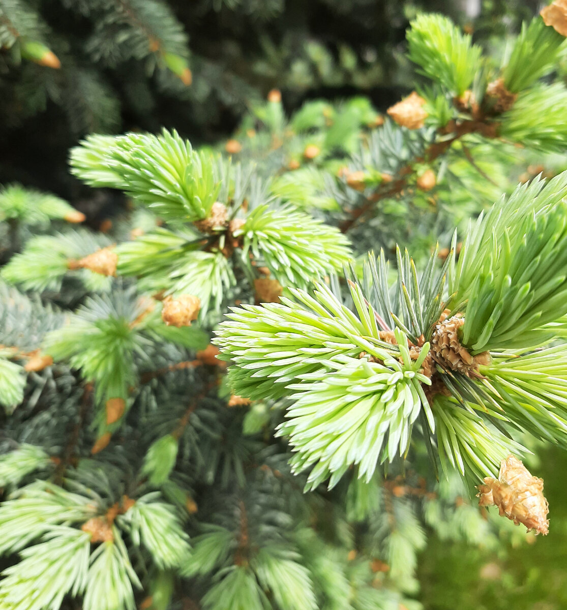 Ёлочки обзавелись новыми иголками