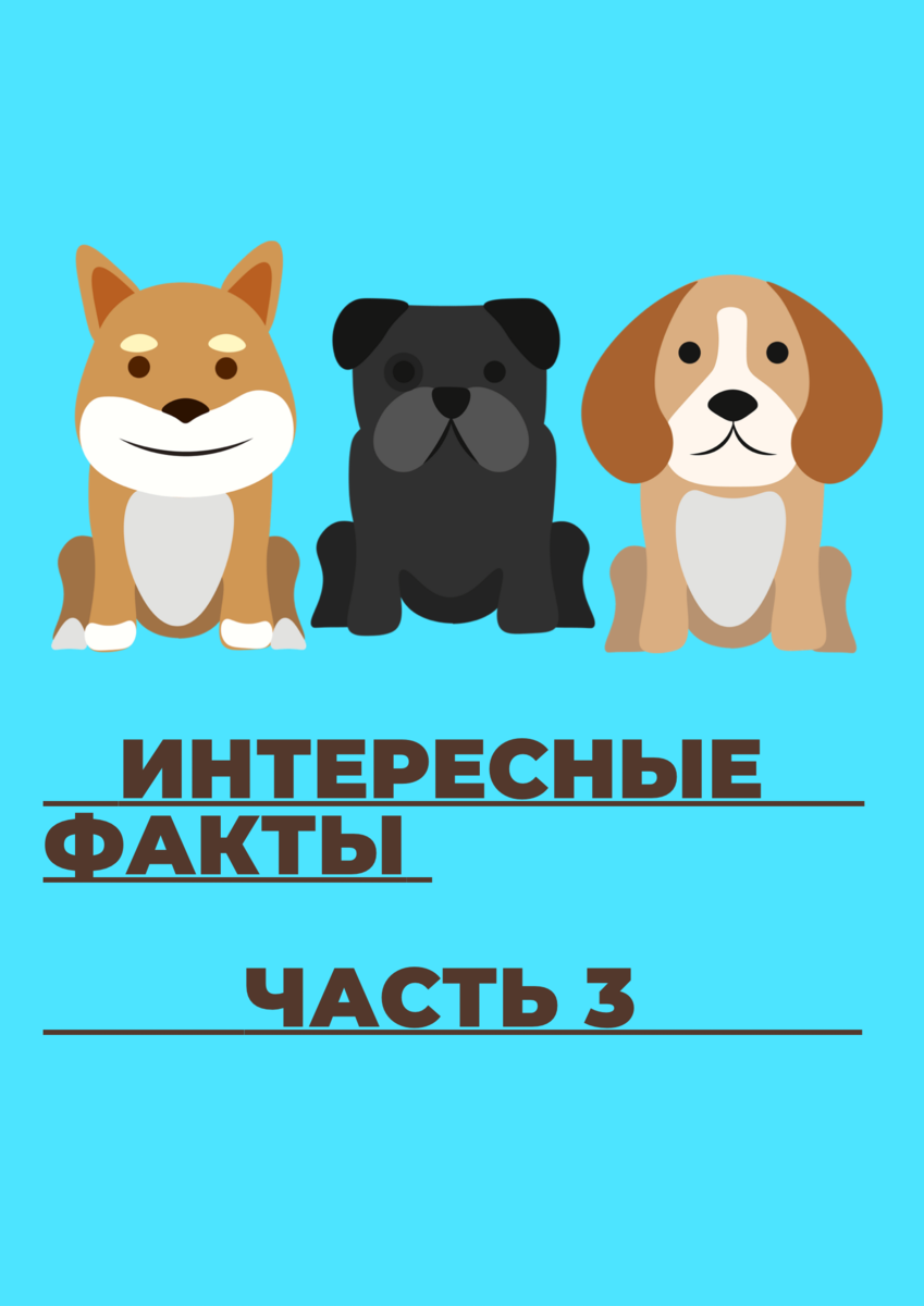 
 41. У собак в два раза больше мышц, двигающих уши, чем у людей.
 42. Собачья беременность длится 8-9 недель.
 43. Собак можно научить считать и решать простые математические задачи.
      44. С помощью любви и терпения собак можно научить ходить задом наперед.
 45. Собаки слышат более высокие по частоте звуки, чем люди. Слух человека более восприимчив на частоте 2000 Гц, в то время как собаки могут четко слышать на частоте 8000 Гц.
 46. Собаки в городе живут в среднем на 3 года дольше чем те, кто жил в сельской местности.
 47. Часто можно наблюдать, как собака гоняется за своим хвостом, но это не всегда происходит ради забавы. Иногда собака преследует свой хвост из-за блох или тревоги.
 48. Собаки могут видеть в темноте благодаря специальной мембране в глазах.
 49. Собаки с заостренной и длинной мордой, как правило, живут дольше, чем собаки с более плоской мордой, как например, мопсы.
 50. Собакам нельзя давать шоколад. Он является для них ядовитым и может быть даже смертельным.
 51. У собак 13 разных групп крови, и они также могут сдавать свою кровь другим собакам.
 52. Купирование хвостов сейчас запрещено законом во многих странах мира, но эту практику начали применять еще в 4 году н. Э. Римляне считали, что купирование хвостов собакам помогает предотвратить бешенство.
 53. Древнейшая порода собак - салюки появилась в Египте примерно в 329 гг. До н.э.
 54. В мире существует около 400 миллионов собак.
 55. По данным исследования Корнелльского университета собаки были одомашнены примерно в период от 9000 и 34 000 лет назад.
 56. Породы собак, которые лают больше всего: миниатюрные шнауцеры, керн-терьеры, йоркширские терьеры, фокстерьеры и вест-хайленд-уайт-терьеры.
 57. Бишоны, португальские водяные собаки, керри-блю-терьеры, мальтийские болонки и пудели - одни из лучших вариантов для людей, страдающих аллергией, поскольку они линяют меньше остальных пород.
 58. Терапевтические собаки, которые способствуют выздоровлению взрослых и детей, посещая больницы, школы и дома для престарелых, отличаются от собак-компаньонов, которые помогают инвалидам.
 59. У породы собак ньюфаундленд водоотталкивающая шерсть и перепончатые лапы.
 60. Собаки породы чау-чау рождаются с розовым языком, но он становится сине-черным в возрасте от 8 до 10 недель.