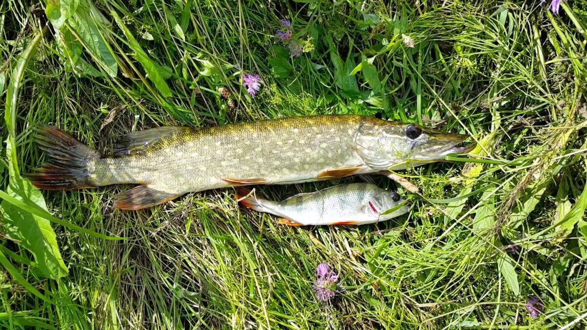 Изображение взято из открытых источников.