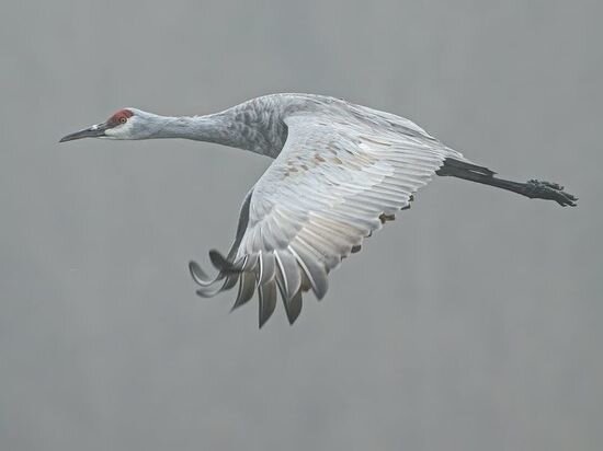     Фото: loon.site