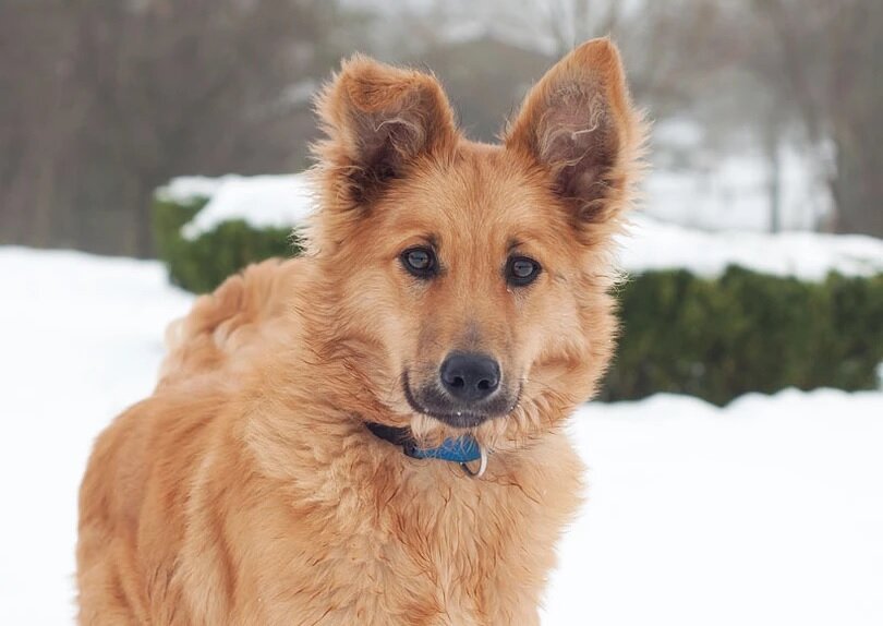 Баскская овчарка (Фото: https://dogworld.io/dog-breed/basque-shepherd-dog)