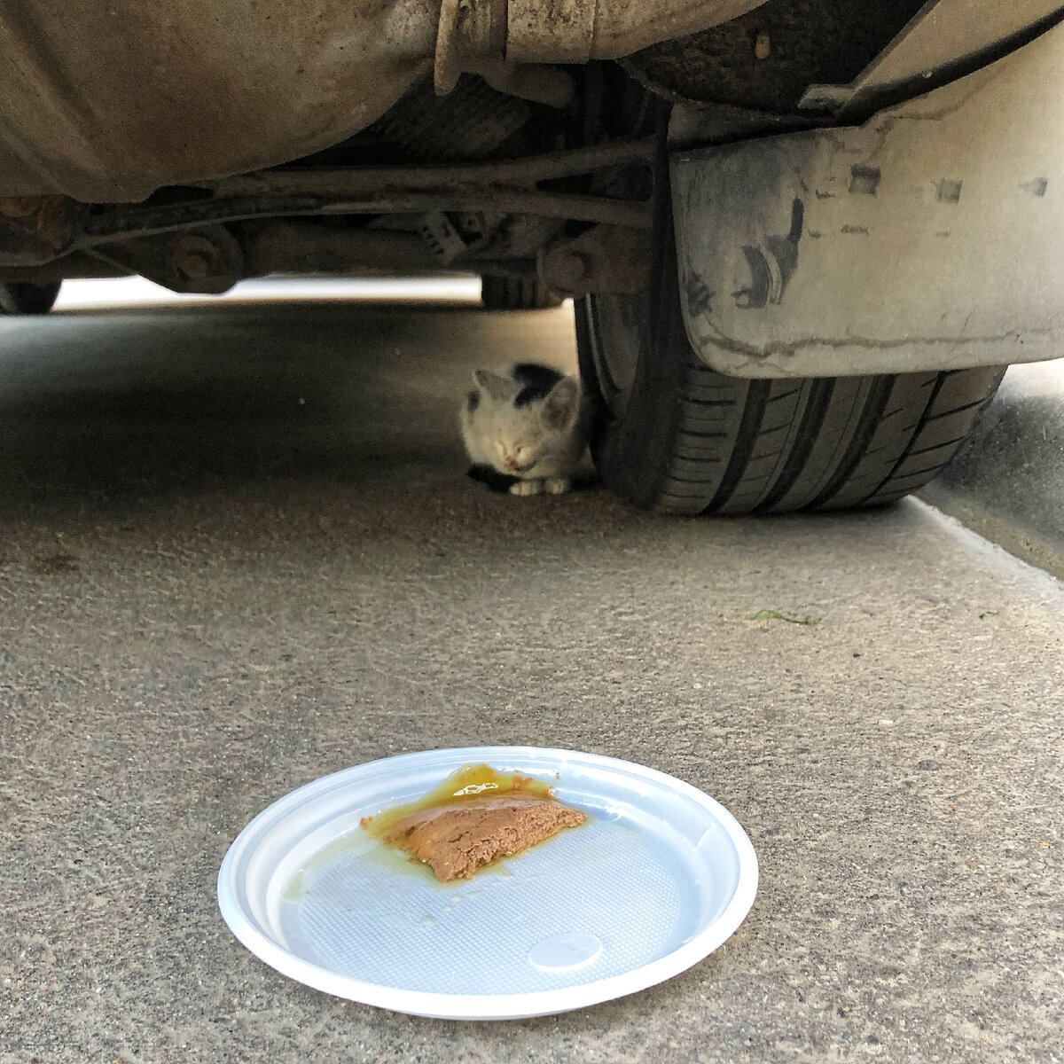 Котёнок боялся людей и прятался под машиной