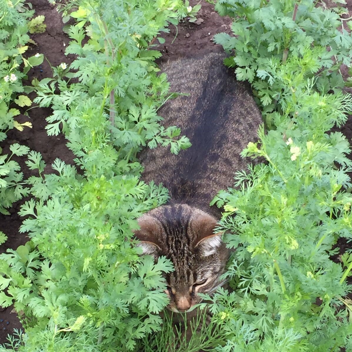 Поиграем в прядки или кинзу прополем?