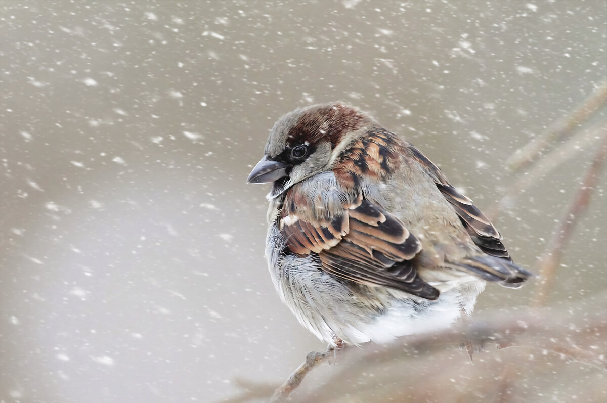 Как зимует воробей: 8 интересных фактов о небольшой, но храброй птице ...