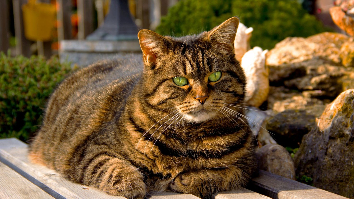 Большой полосатый кот, иллюстративное фото из открытых источников