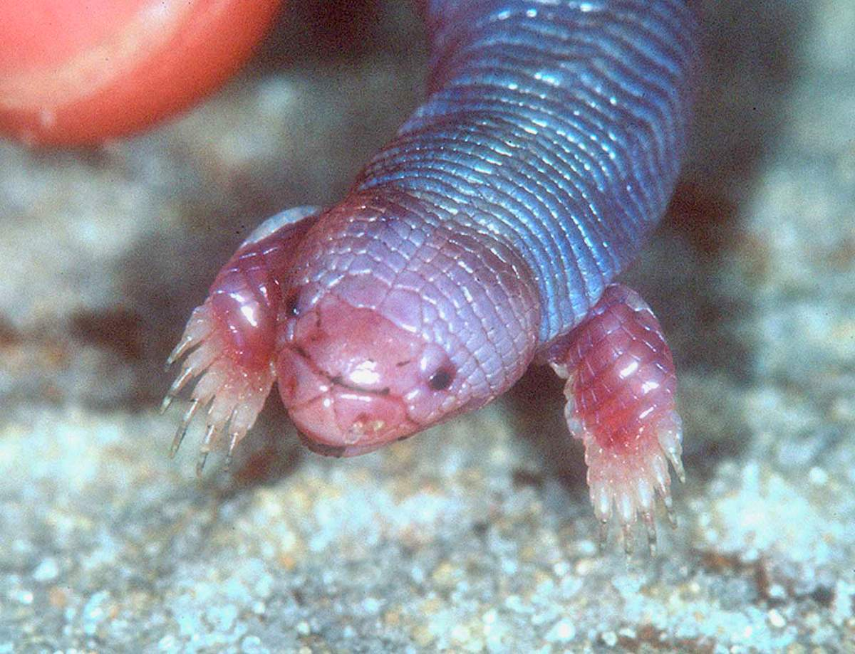 Милаш, не правда ли?