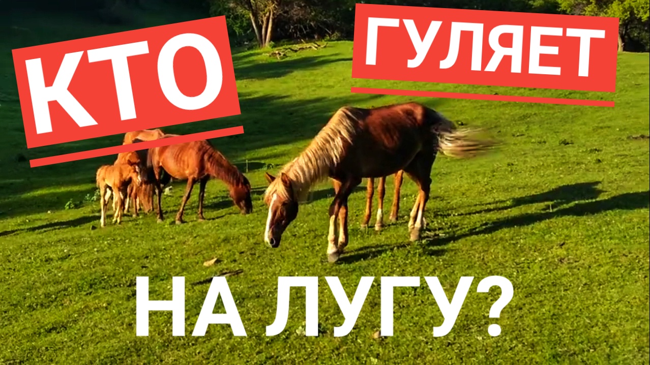 На лугу пасутся ко? | Что разнообразит ваш поход? #казахстан