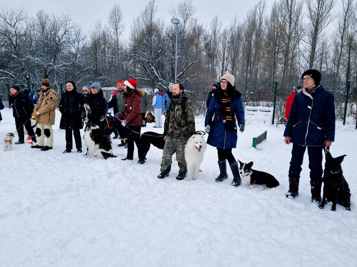 Собаки бывают разные
