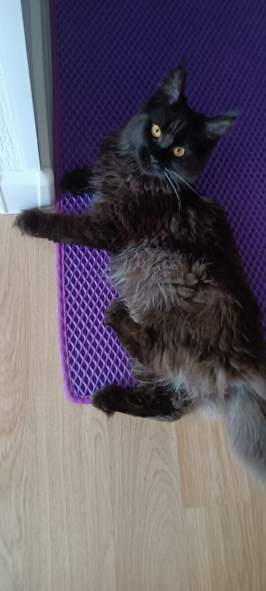 Бозяка до стерилизации