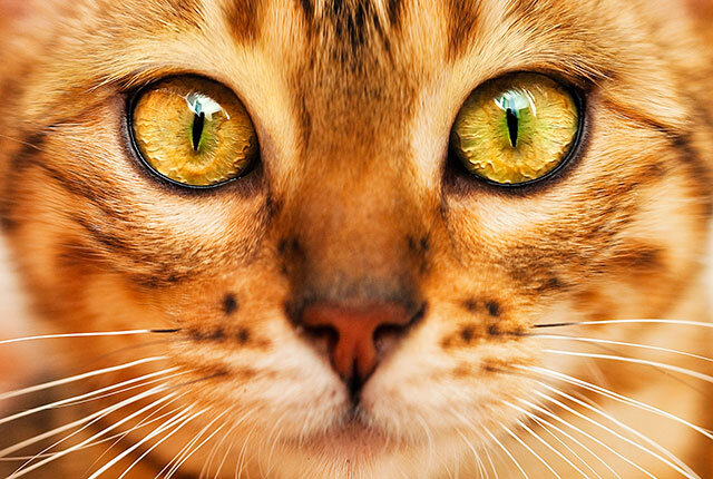 Добрый день. Волшебство кошачьих глаз – уникальное окно в душу. Исследуем различные цвета глаз кошек и их влияние на человека.