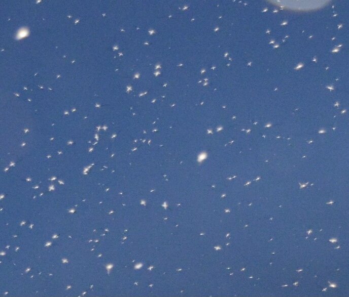 Ангелочки? Ноу, мошки 