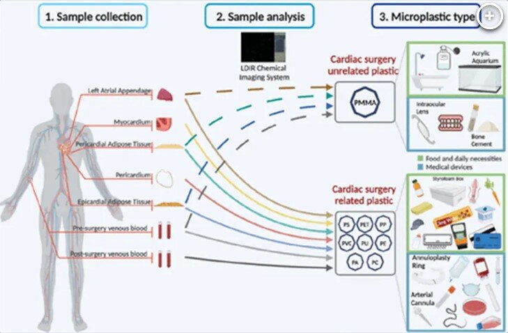 Картинка отсюда "https://nypost.com/2023/08/12/microplastics-found-in-human-hearts-for-first-time-study/"