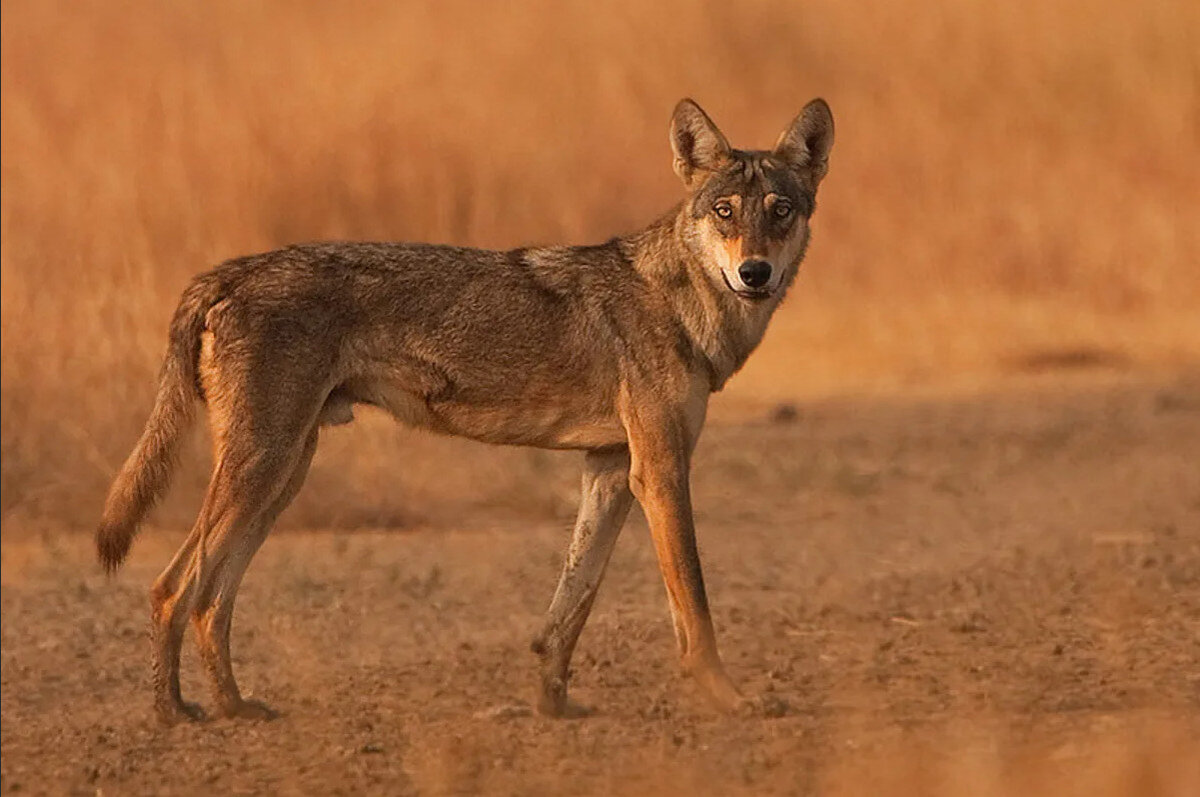 Степные волки. Canis Lupus pallipes. Canis Lupus Campestris. Аравийский волк canis Lupus arabs. Степной волк Казахстана.