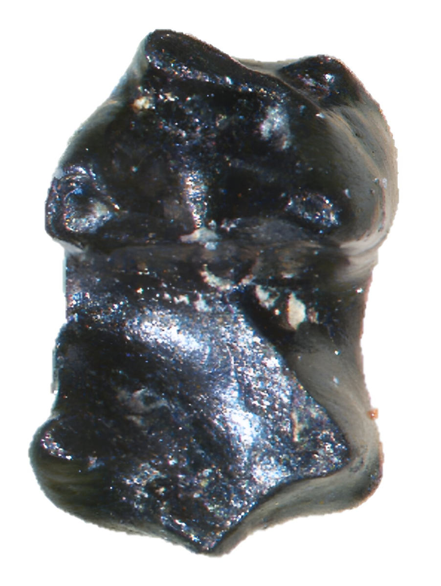 Окаменелый зуб "ледяной мыши", рассмотренный под микроскопом