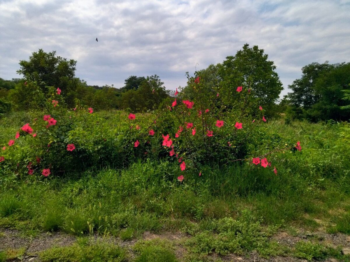 Фото из моей сегодняшней физической активности. Вот красота! А в небе птица летит, когда фото делала, не видела её. Наверно, орёл.