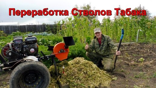 Уборка и Переработка стволов Табака.