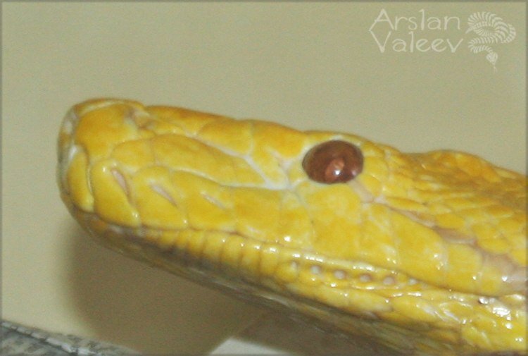 Самый первый альбинос сетчатого питона, совсем старенький