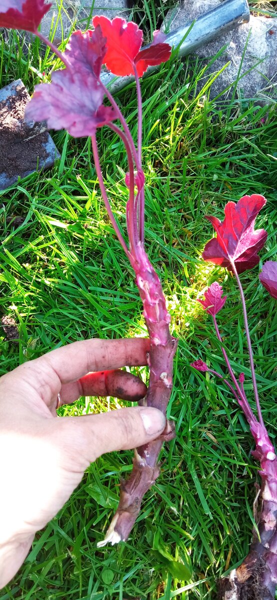 Необходимая ревизия моих любимых растений перед зимовкой. Накосячила ...