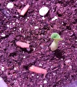 Самый шустрый)