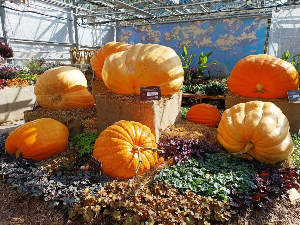 Тыквы-гиганты