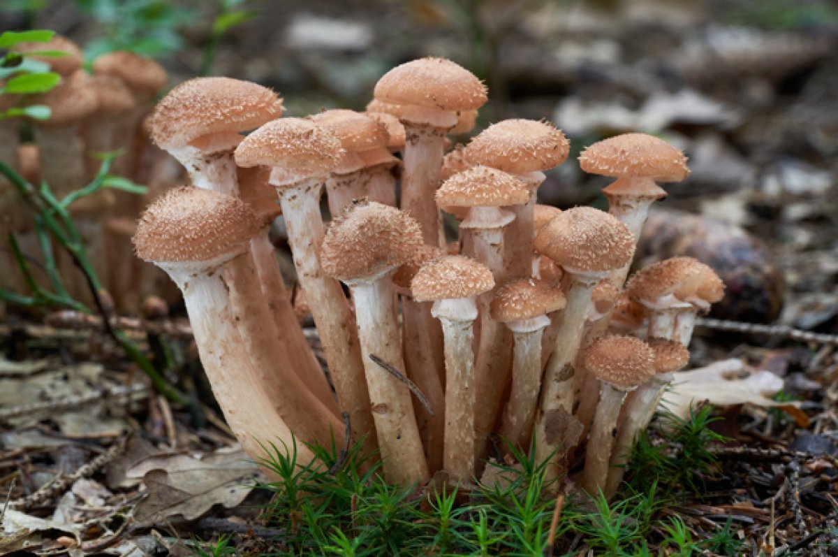    Что делать с опятами.