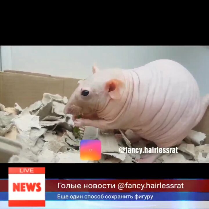 Лысые грызуны: фото, описание и характеристики — узнайте все о них на нашем сайте!