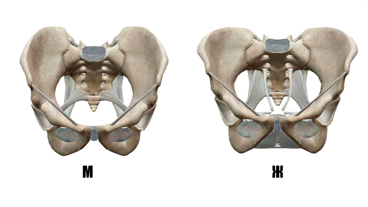 Кости мужчины и женщины. Мужской таз. Мужской и женский таз. Строение таза у женщин. Женский таз анатомия.