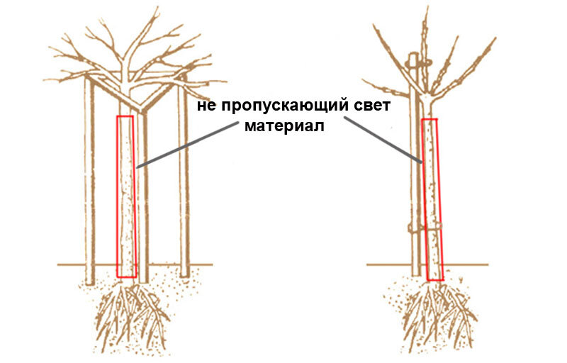 Обрезка на штамб