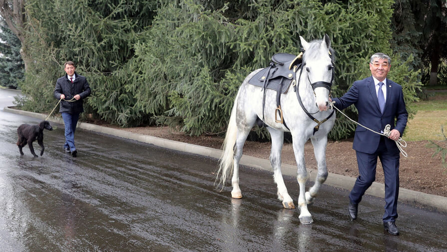 Орловский рысак и тайган Шерхан. Март 2019 г. Фото Яндекс. Картинки.