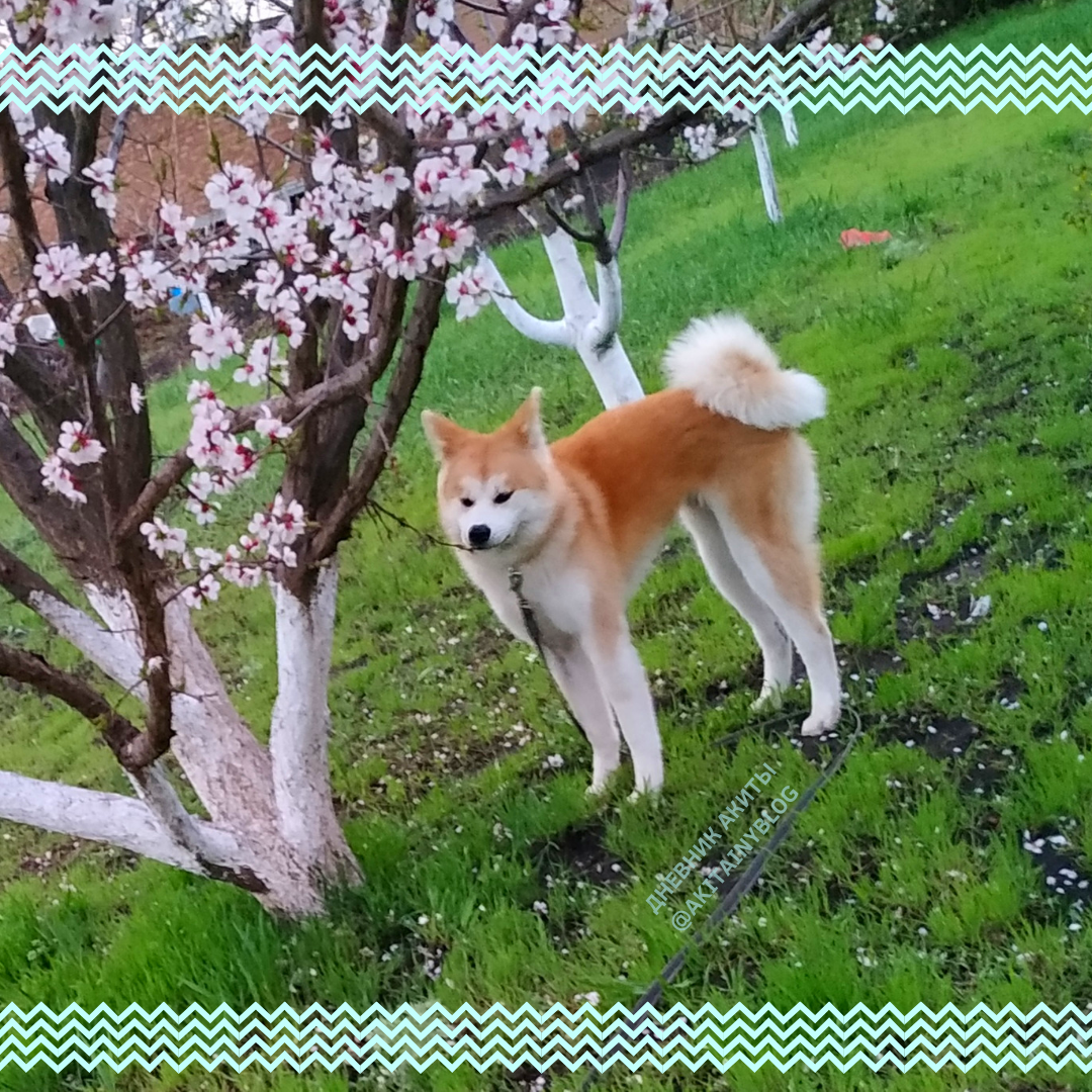 девочка акита ест ветки