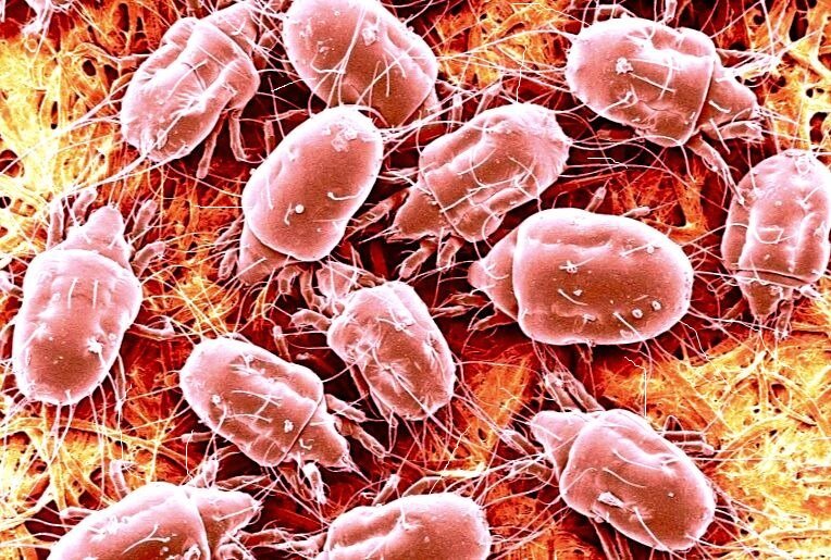 Пылевые клещи под микроскопом